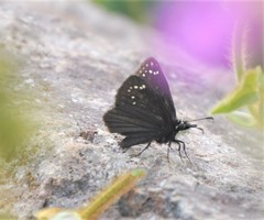 Pholisora mejicanus