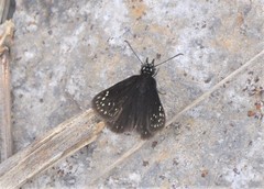 Pholisora mejicanus