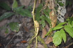 Enyalioides oshaughnessyi