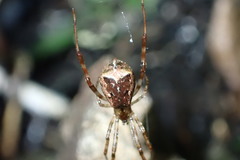 Episinus
