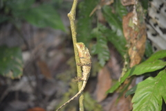 Enyalioides oshaughnessyi