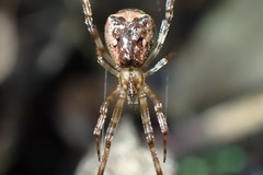 Episinus