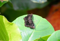 Achlyodes busirus heros