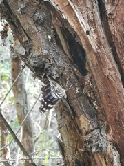 Myscelia ethusa ethusa