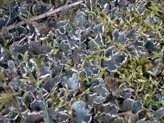 Peltigera extenuata