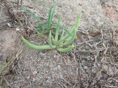 Phemeranthus napiformis