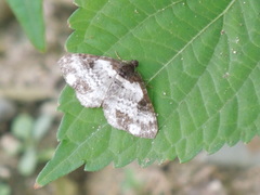 Xanthorhoe fluctuata