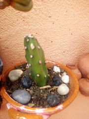 Opuntia