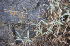 Ehrendorferia chrysantha