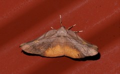 Xenomusa metallica