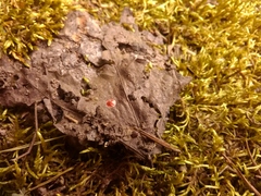 Phrurolithidae