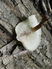 Lentinellus subaustralis