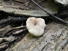 Lentinellus subaustralis