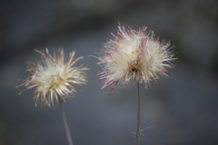 Cirsium andersonii