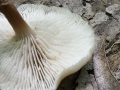 Lentinellus subaustralis