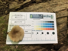 Lentinellus subaustralis