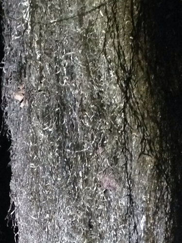 iNaturalist observation photo of bushy lichens, sea-fog lichens, and allies