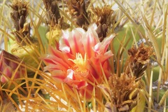 Ferocactus diguetii diguetii