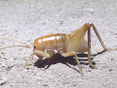 Ceuthophilus californianus