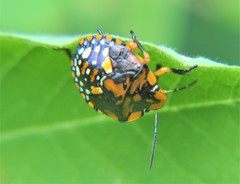 Chinavia marginata