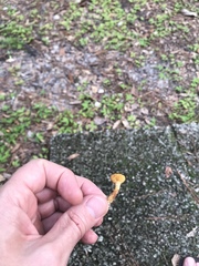 Gymnopilus lepidotus