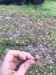 Gymnopilus lepidotus