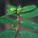 Euphorbia hyssopifolia - Photo (c) portioid, μερικά δικαιώματα διατηρούνται (CC BY-SA), uploaded by portioid