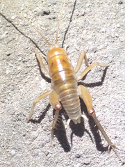 Ceuthophilus californianus