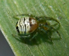Bijoaraneus praesignis