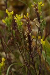 Orthocarpus luteus