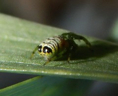Bijoaraneus praesignis