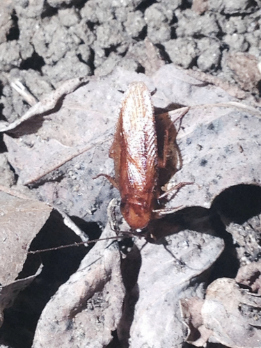 iNaturalist observation photo of Western Wood Cockroach