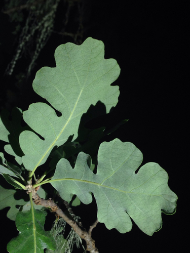 iNaturalist observation photo of Dumosae