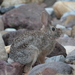 Conejo del Monte Manzano - Photo (c) Victoria Aguilar, algunos derechos reservados (CC BY-NC), subido por Victoria Aguilar