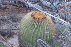 Ferocactus diguetii diguetii