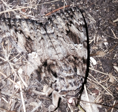 iNaturalist observation photo of Underwing Moths
