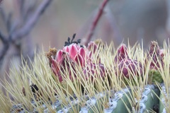 Ferocactus diguetii diguetii