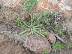 Phemeranthus napiformis