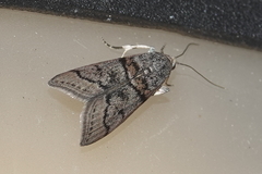 Promylea lunigerella