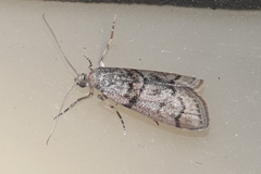 Promylea lunigerella