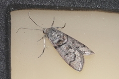 Promylea lunigerella