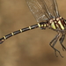 Zebra Clubtail - Photo (c) Guy Lemelin, some rights reserved (CC BY-NC), uploaded by Guy Lemelin