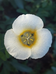 Calochortus subalpinus