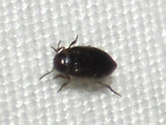 Bidessini