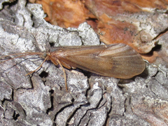 Onocosmoecus unicolor
