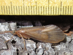 Onocosmoecus unicolor