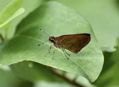Synapte malitiosa