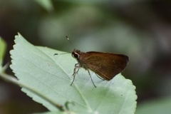 Synapte malitiosa