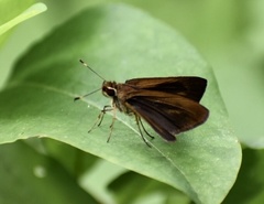 Synapte malitiosa