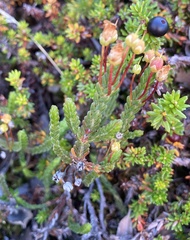 Cassiope tetragona